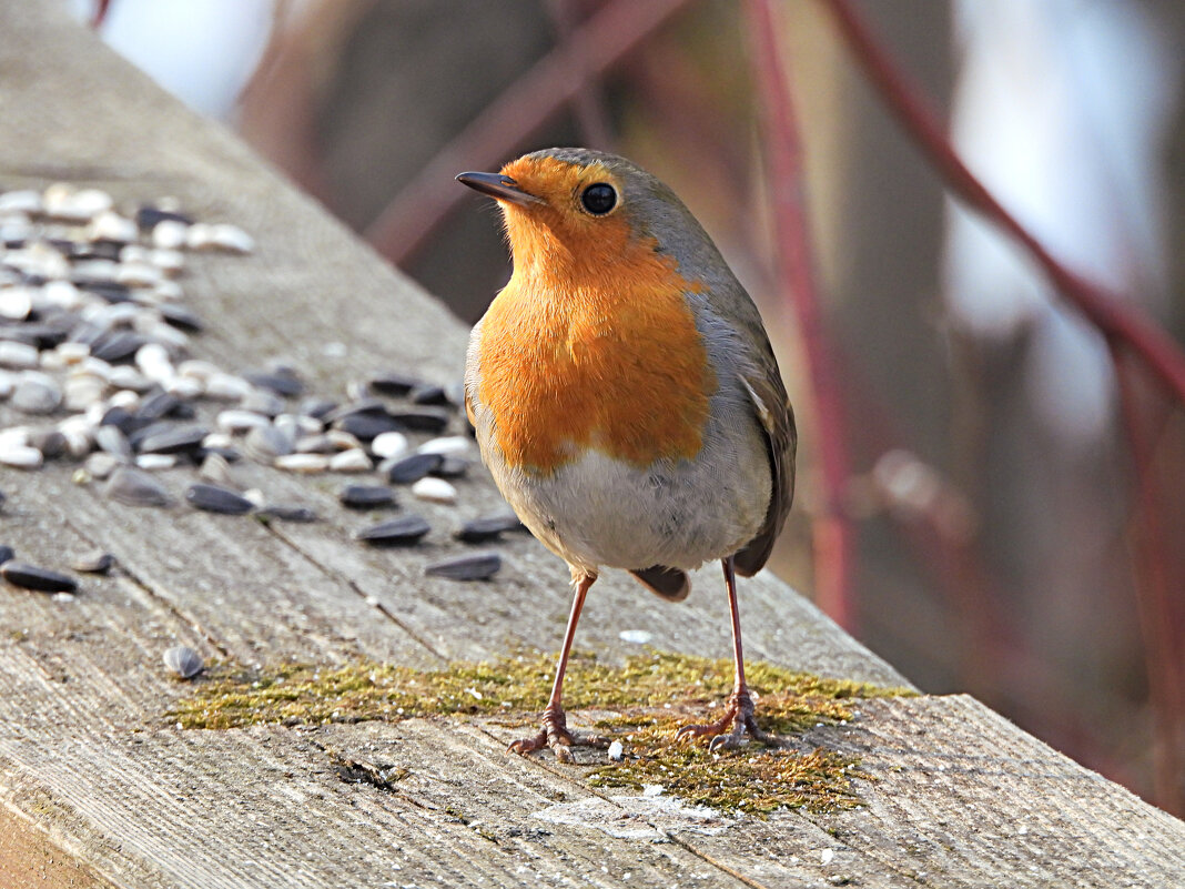 Перезимовавшая зарянка встречает весну - Лина 