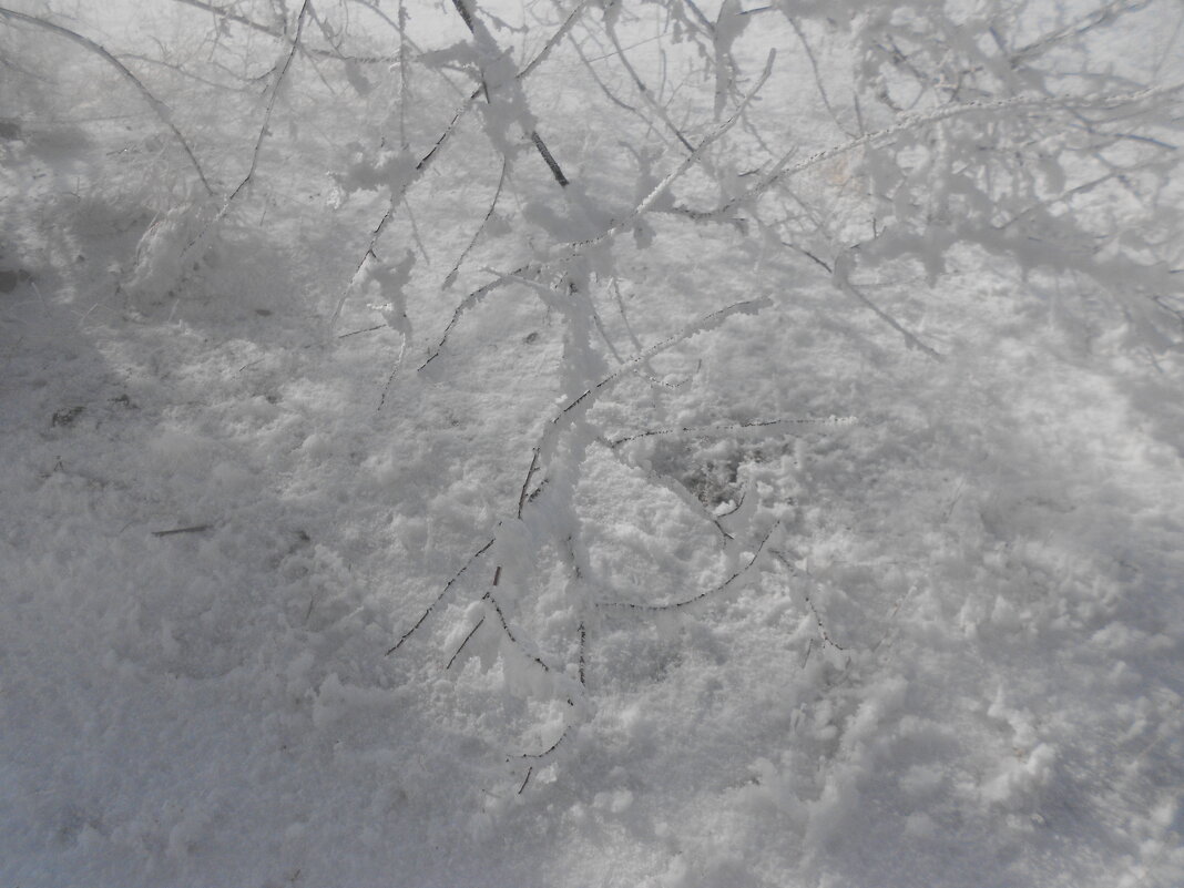 февраль - Елена Шаламова