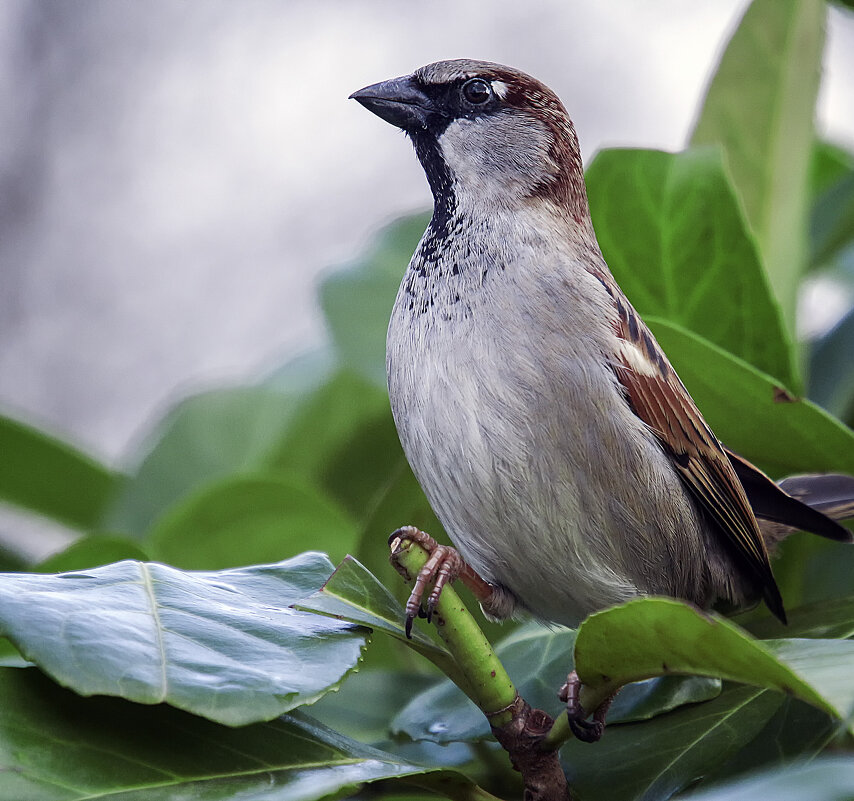****** - Андроник Александр 