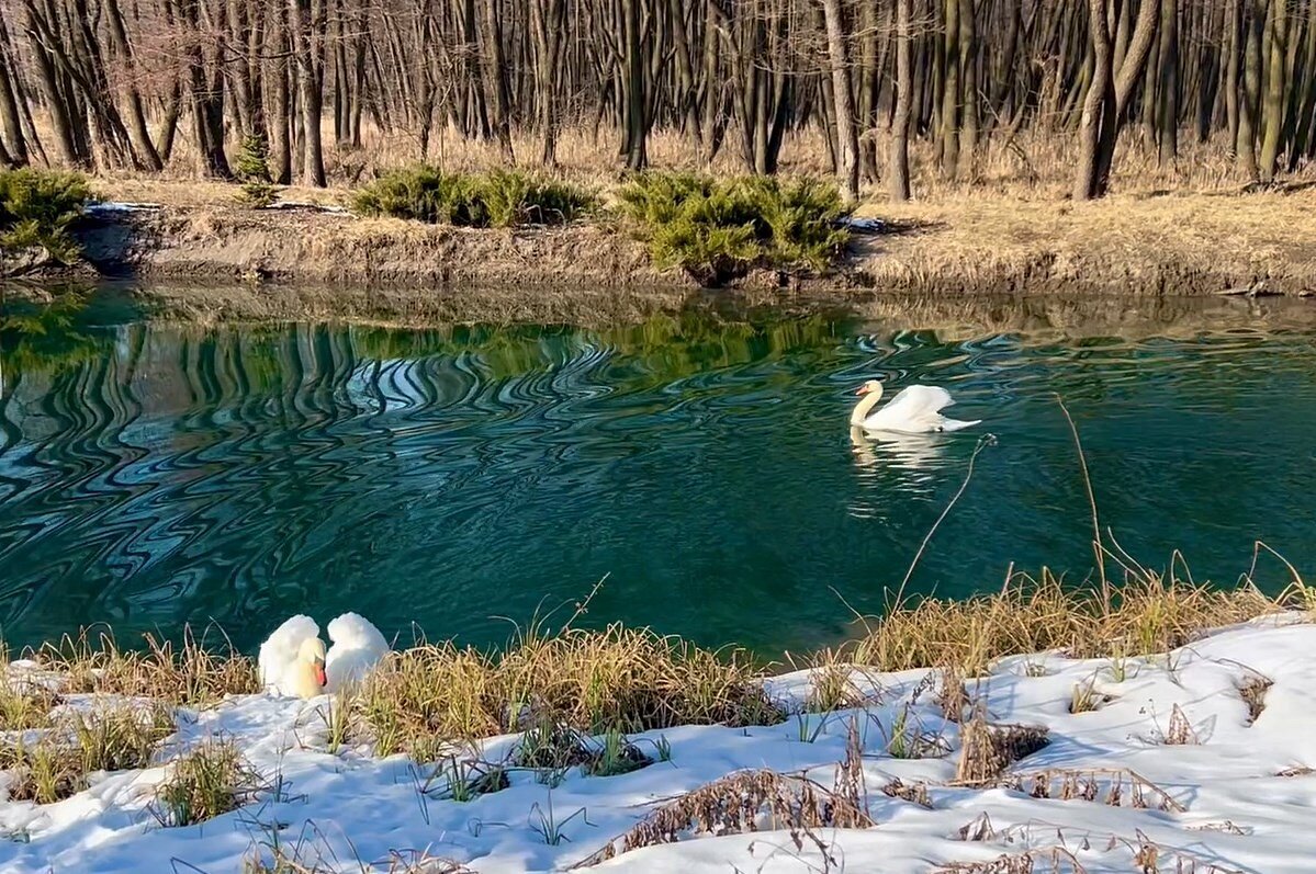 Родниковое озеро - Сеня Белгородский Родниковое озеро - Сеня Белгородский