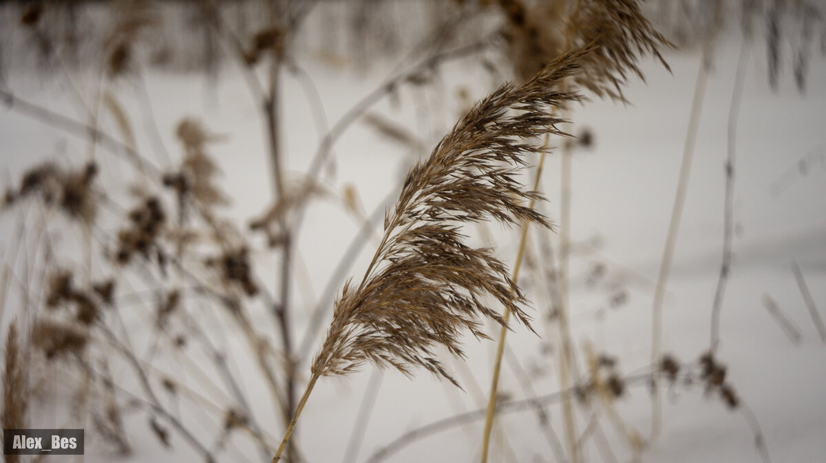 №67 - Alex Bes №67 - Alex Bes