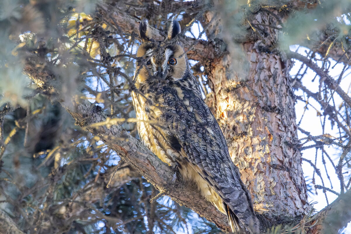 ушастая сова - юрий макаров