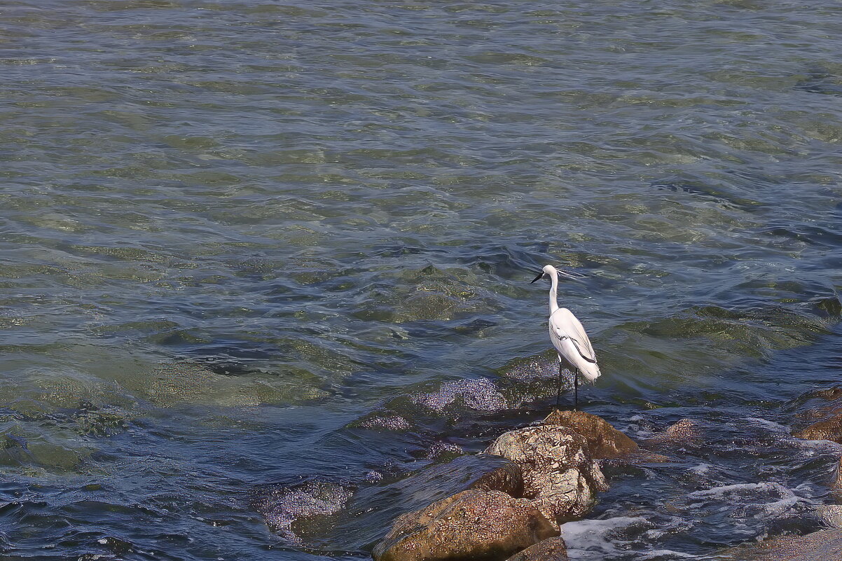 Мечтатель - Sergey Grim Мечтатель - Sergey Grim