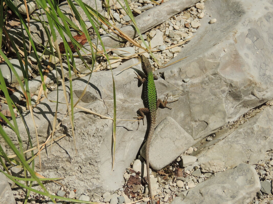 Крымская ящерица - Андрей Л. В.