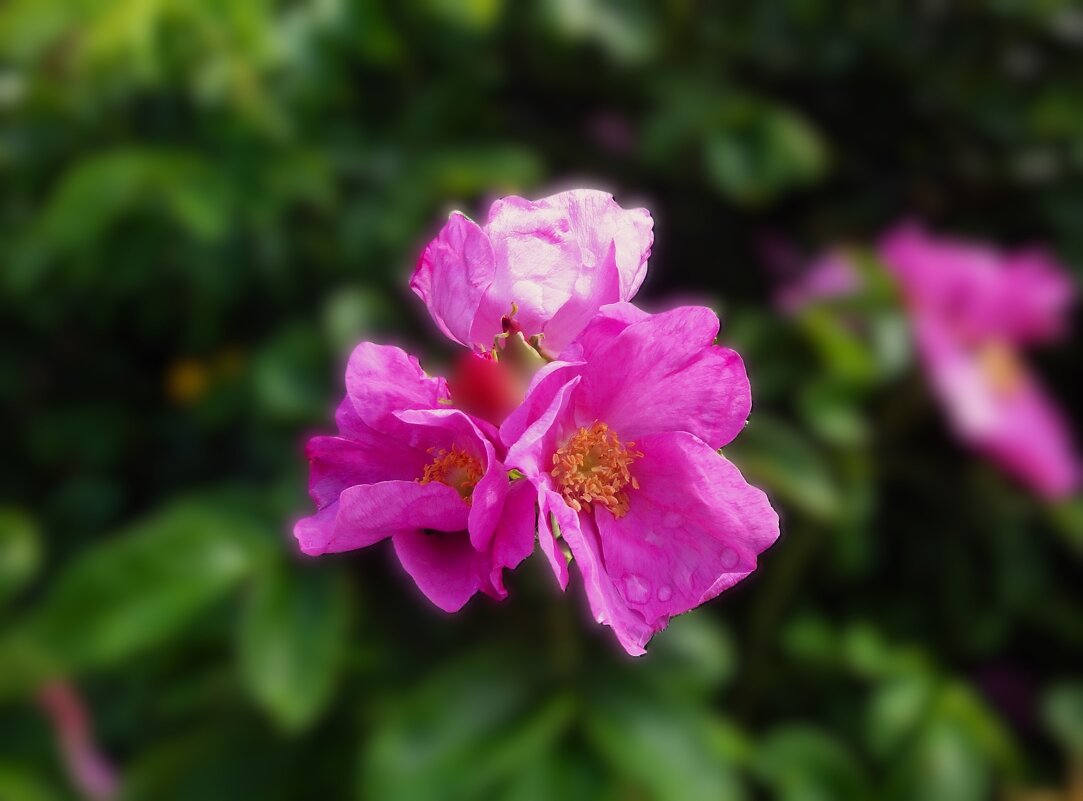 "... а в августе зацвел шиповник..." - Olga Oskolkova