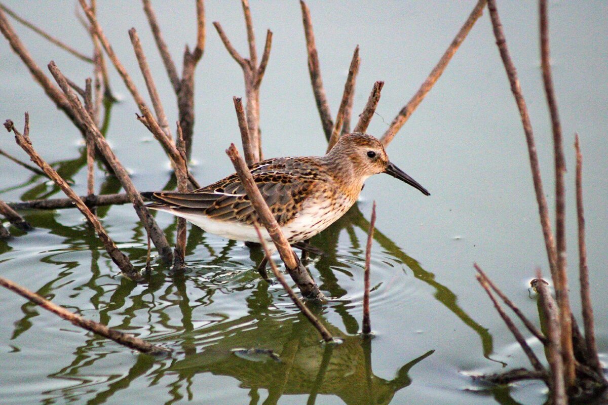 Кулик - Виктория 