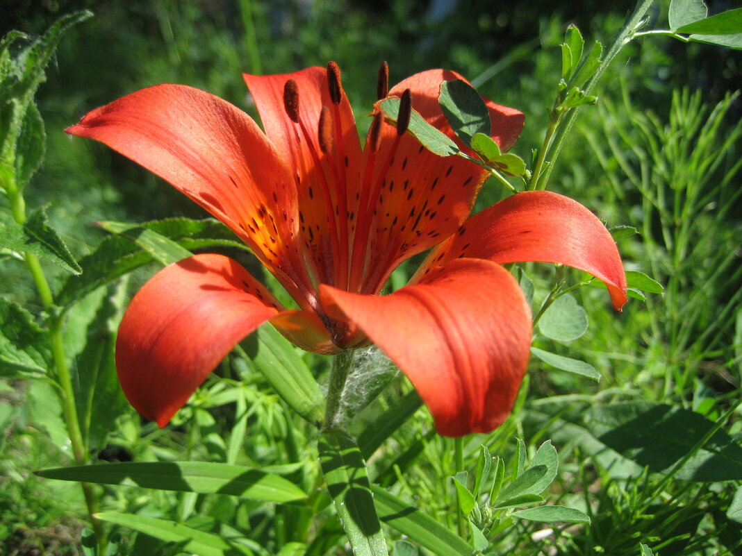 Лилия даурская - Anna Ivanova Лилия даурская - Anna Ivanova