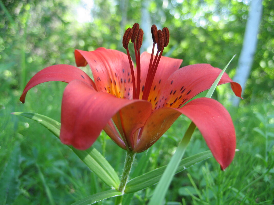 Лилия даурская - Anna Ivanova Лилия даурская - Anna Ivanova