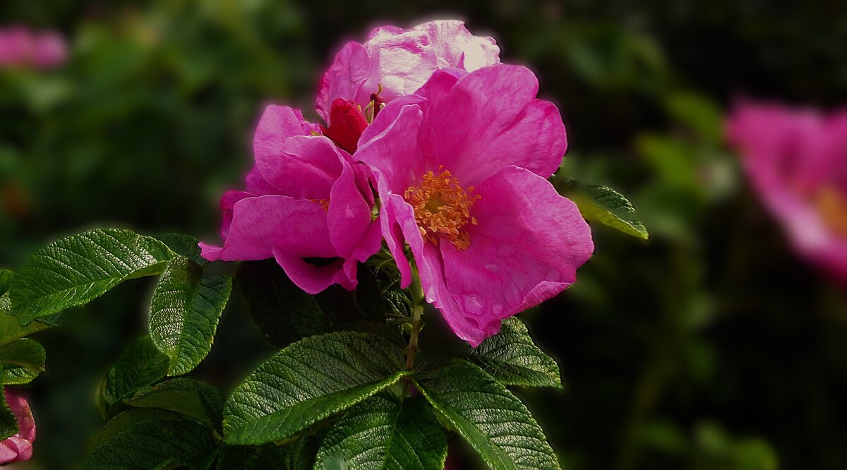 *** Ш И П О В Н И К *** - Olga Oskolkova