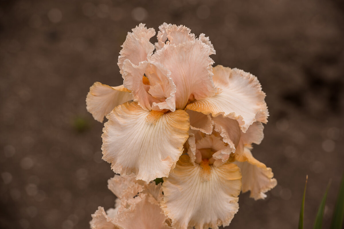 Ирисы. - Сергей Воротников