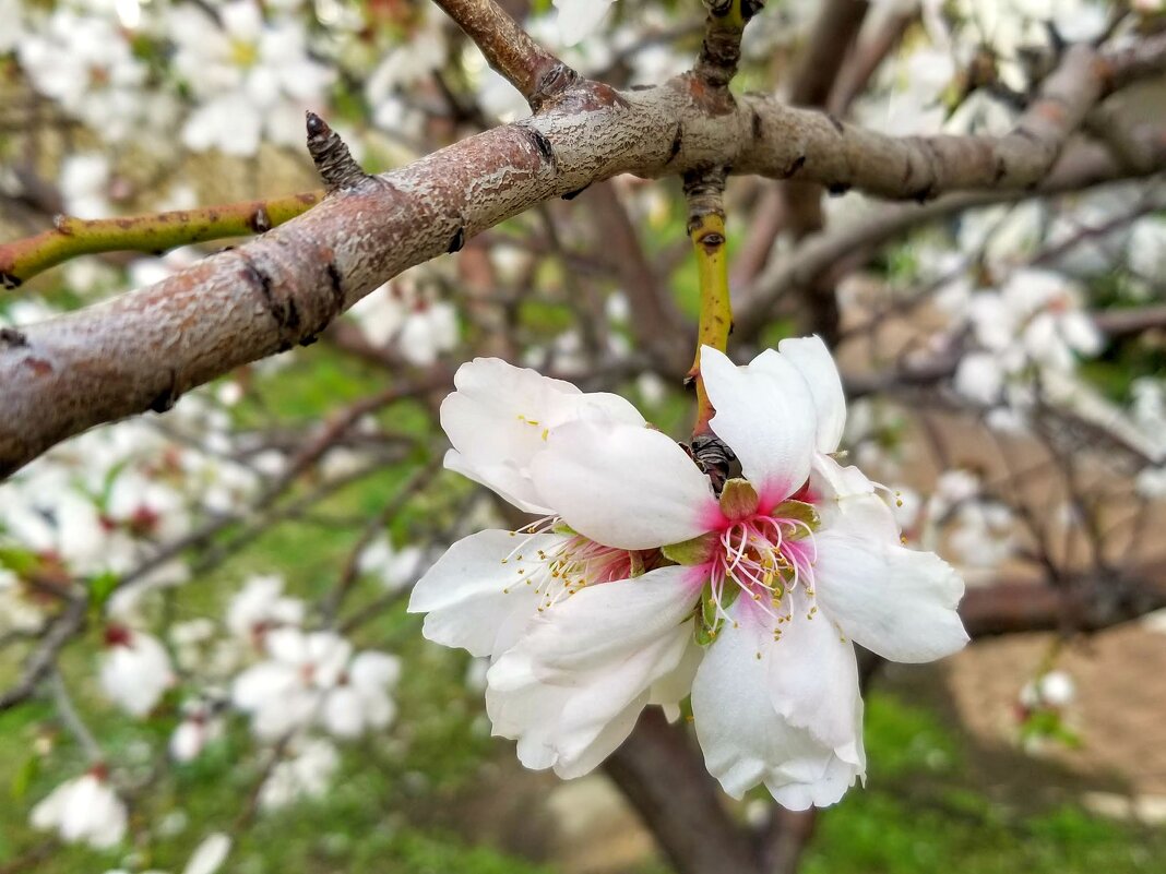 Весна - Светлана Хращевская