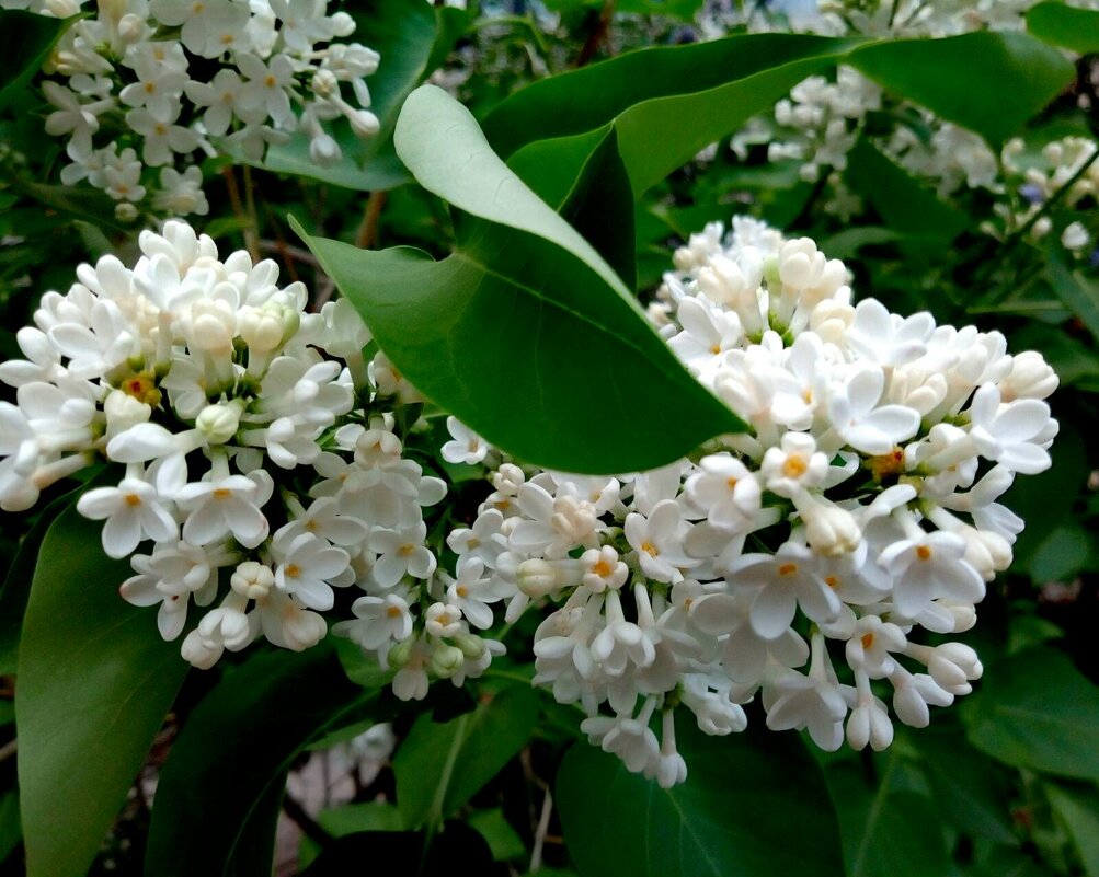 Весна идет - марина ковшова Весна идет - марина ковшова