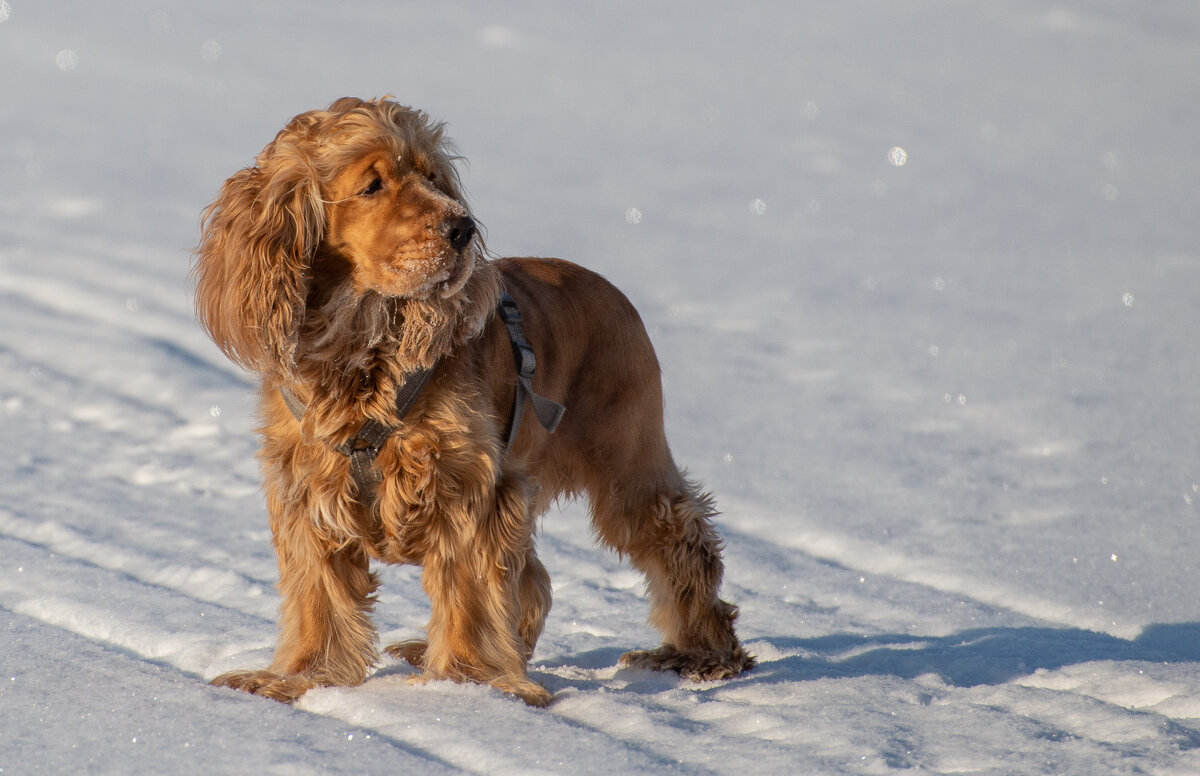 Зимние прогулки - Павел Харлин