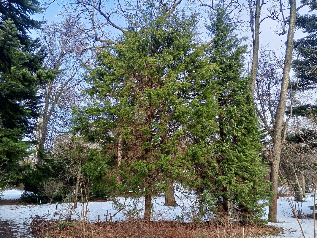 Зима - Сапсан Зима - Сапсан