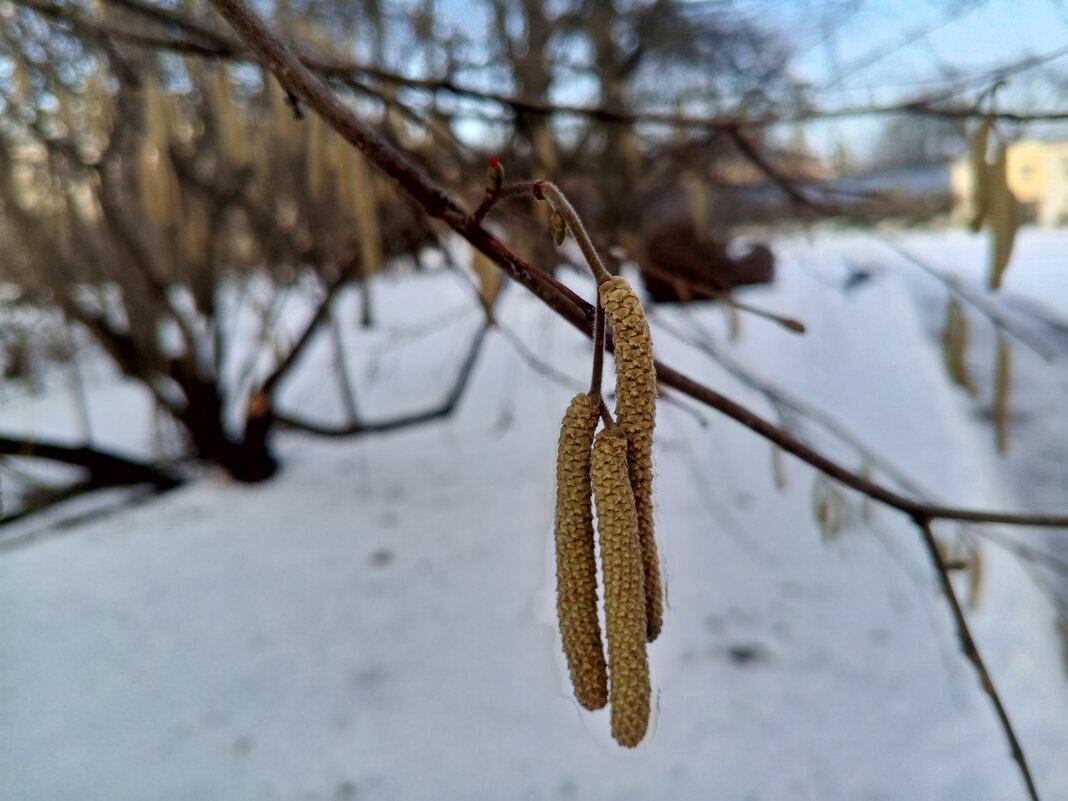 Орешник - Сапсан 