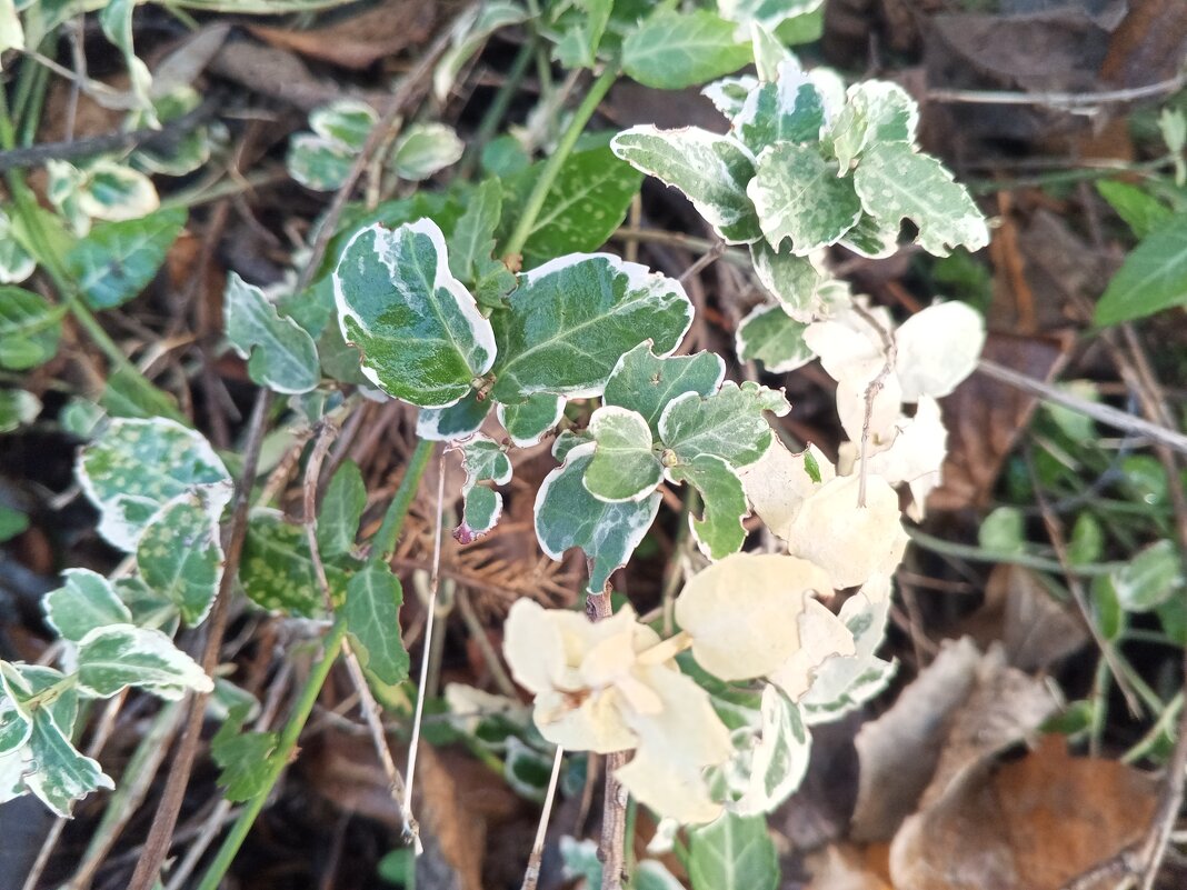 Бересклет Форчуна - Сапсан 