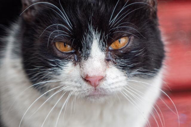 кися - Александр Леонов