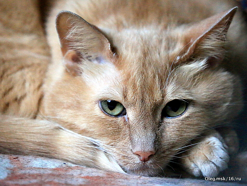 маленькие радости - Олег Лукьянов маленькие радости - Олег Лукьянов