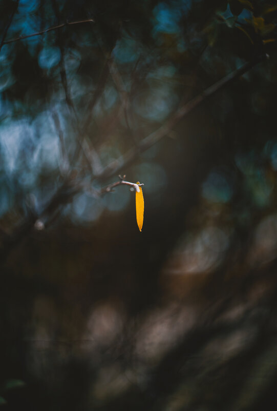 Осенние хроники. - Анатолий Щербак