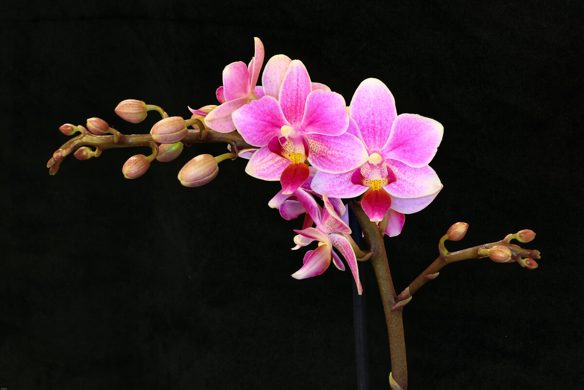 орхидея - Vlad Krrr