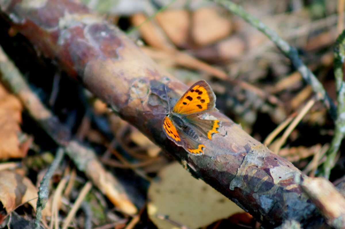 опять про бабочек 413 - Александр Прокудин опять про бабочек 413 - Александр Прокудин