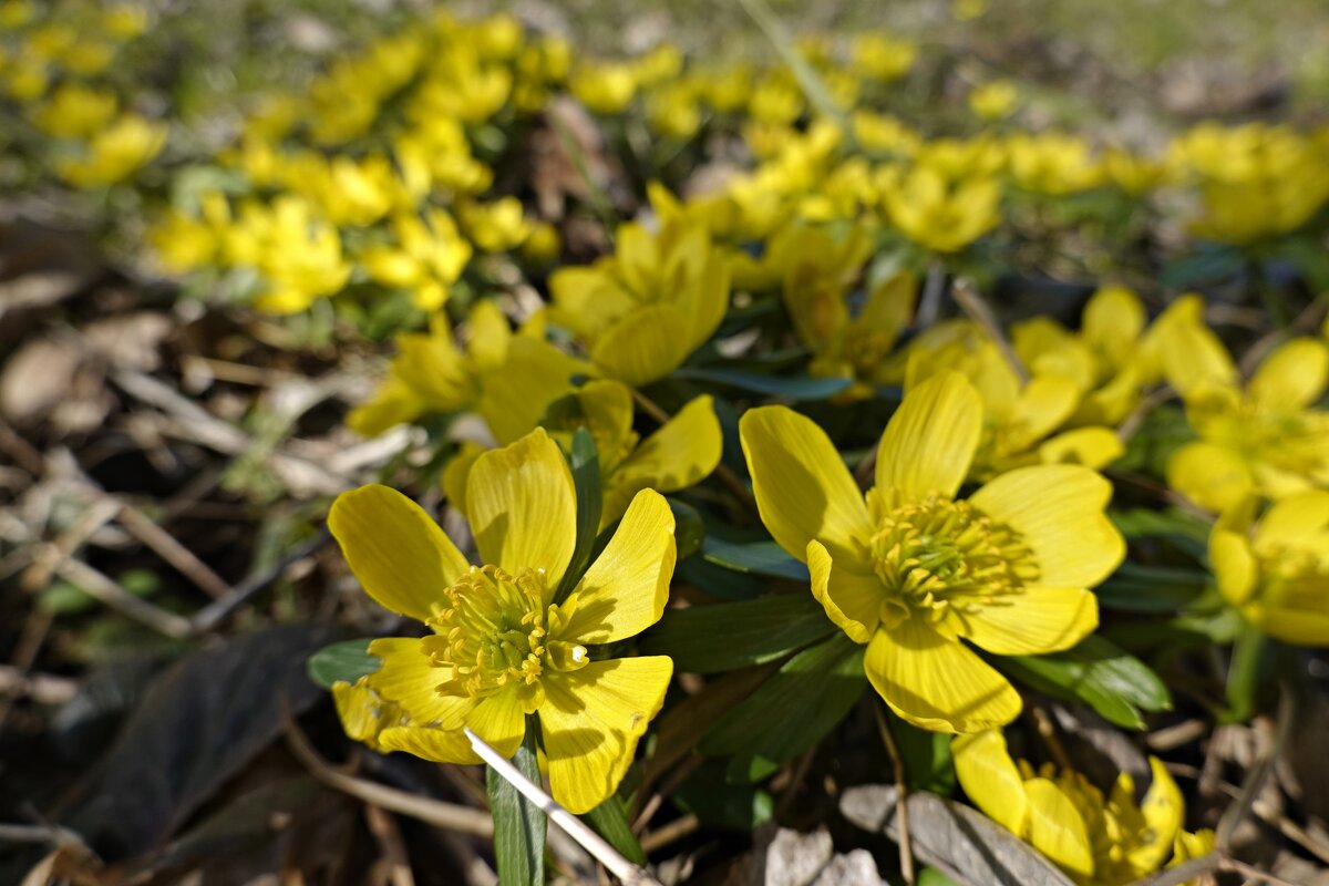 Весна рисует акварель... - Галина 
