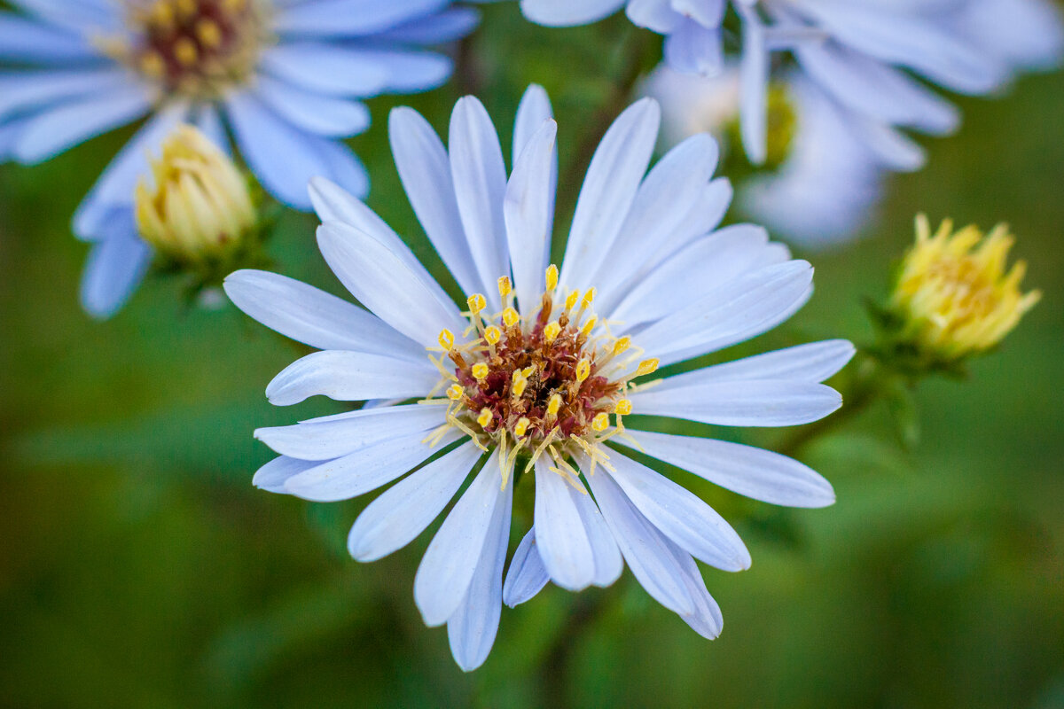 Цветочки. - Alexandr Gunin