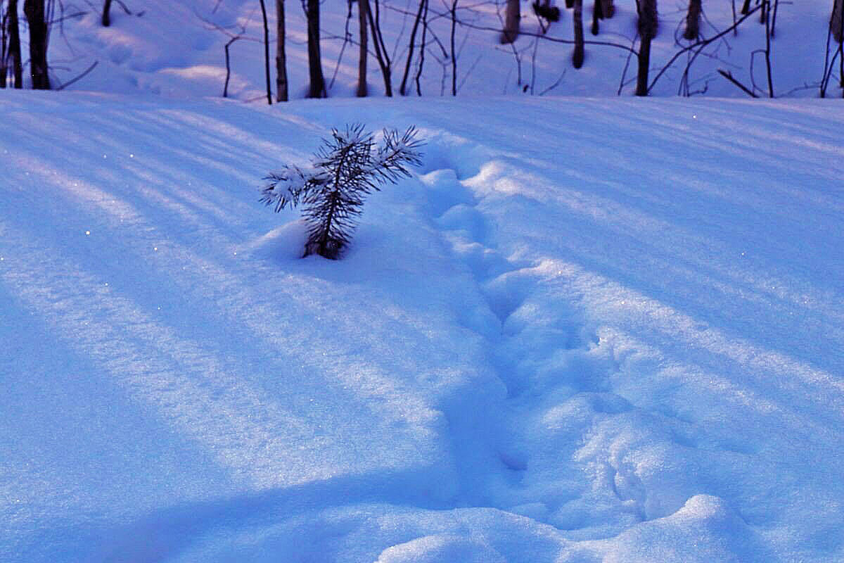 Февраль...Кедреныш, полевки и лиса! - Владимир 