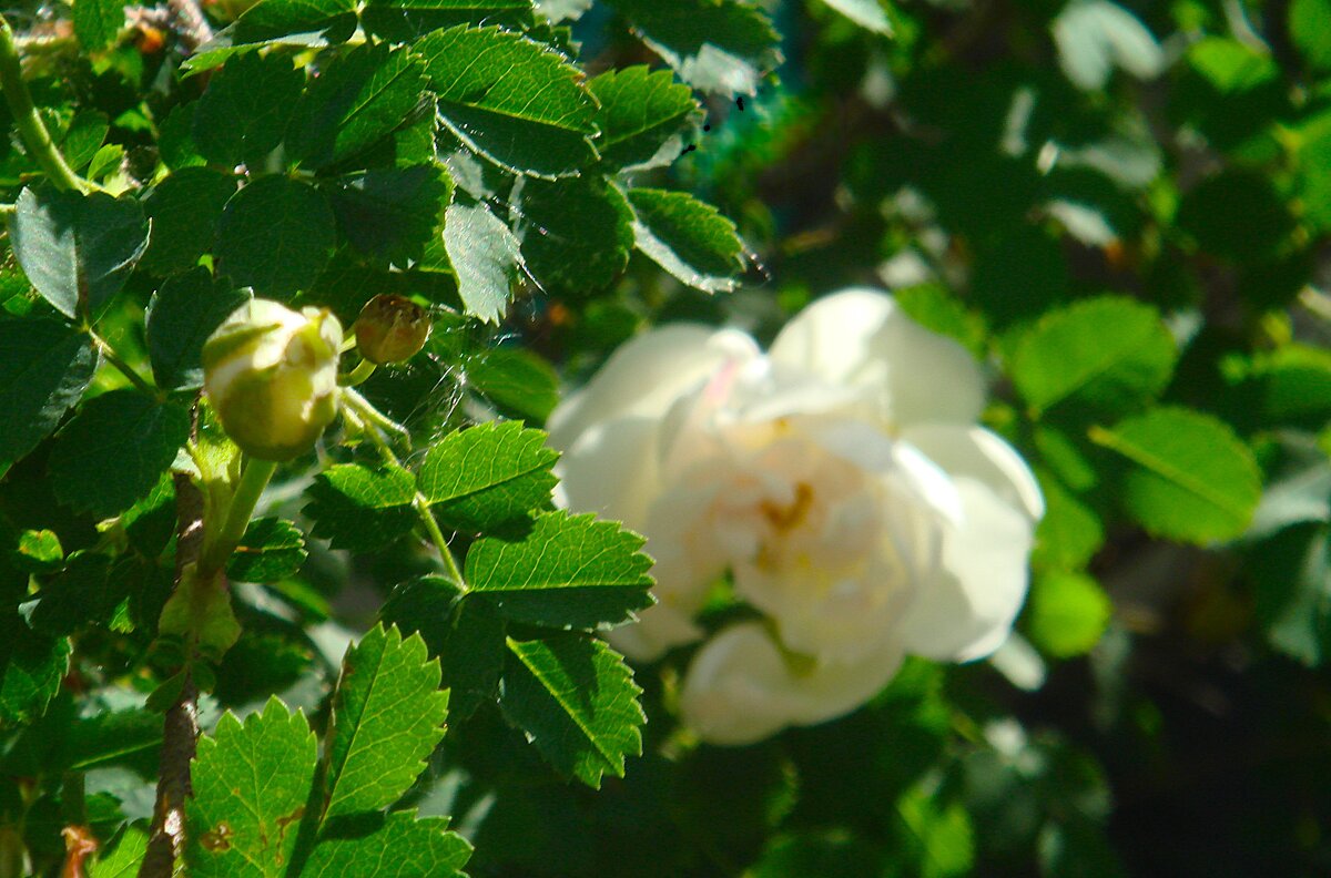 ***белый шиповник*** - Olga Oskolkova