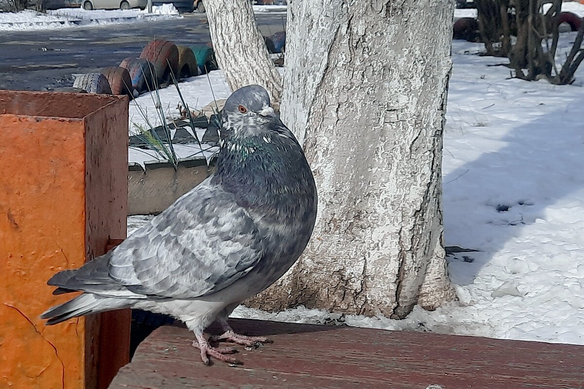 Ждёт друга - Сеня Белгородский Ждёт друга - Сеня Белгородский