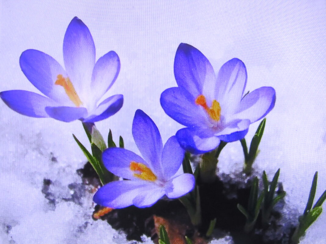 Нежность весны - Людмила Смородинская Нежность весны - Людмила Смородинская