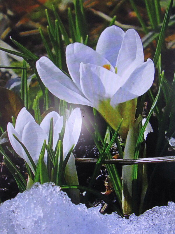 Красавцы крокусы - Людмила Смородинская