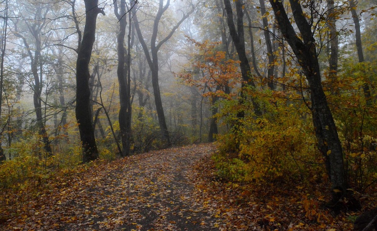 Дороги осенние....... - Юрий Цыплятников Дороги осенние....... - Юрий Цыплятников