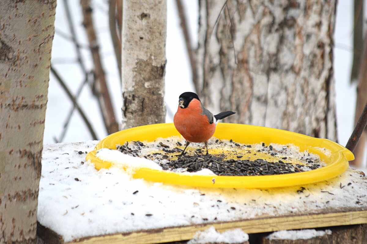 Лесная столовая - Татьяна Лютаева Лесная столовая - Татьяна Лютаева
