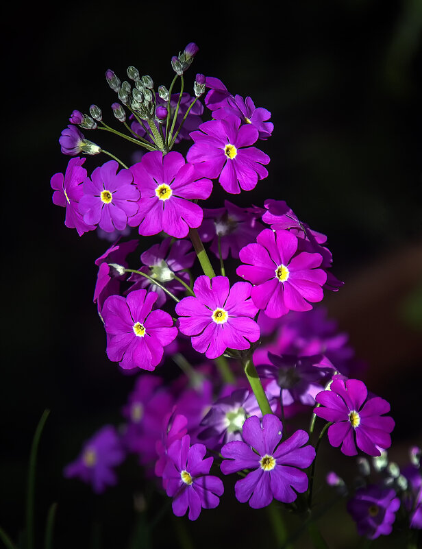 "Пизанская башня " - Андроник Александр "Пизанская башня " - Андроник Александр