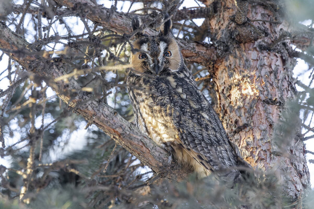 ушастая сова - юрий макаров ушастая сова - юрий макаров
