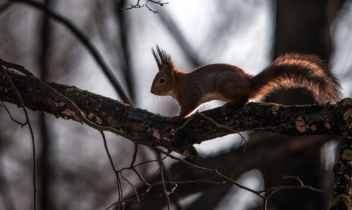 *** - Владимир Безбородов