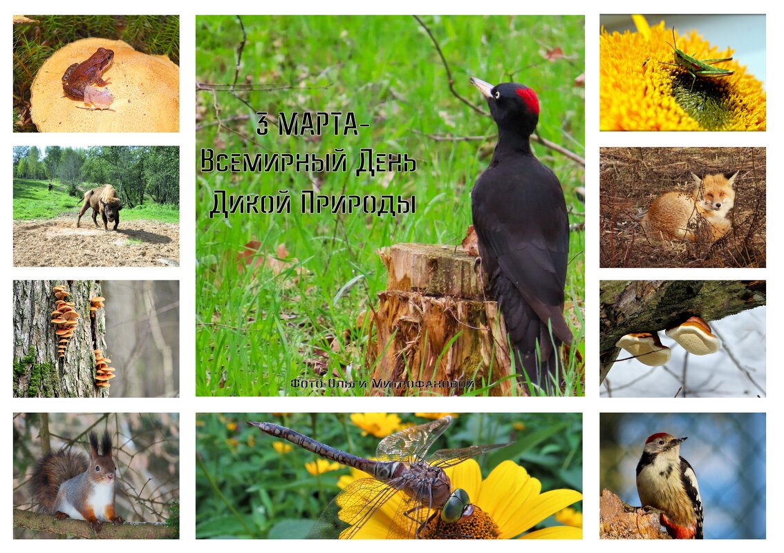 3 марта-Всемирный День Дикой Природы - Ольга Митрофанова