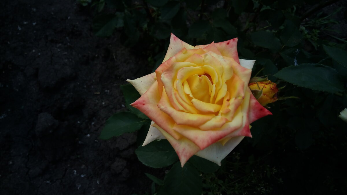 ,,, - Сергей Тимоновский