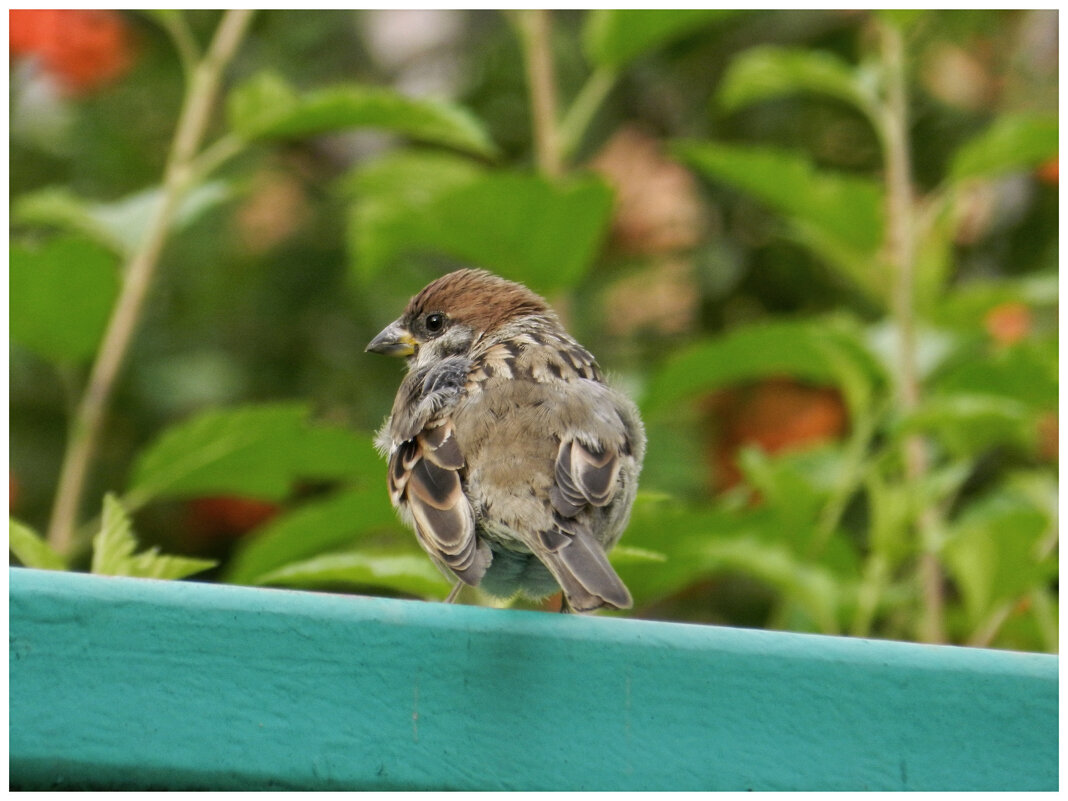 воробей полевой (молодой) {Passer montanus} - Александр Кольцов