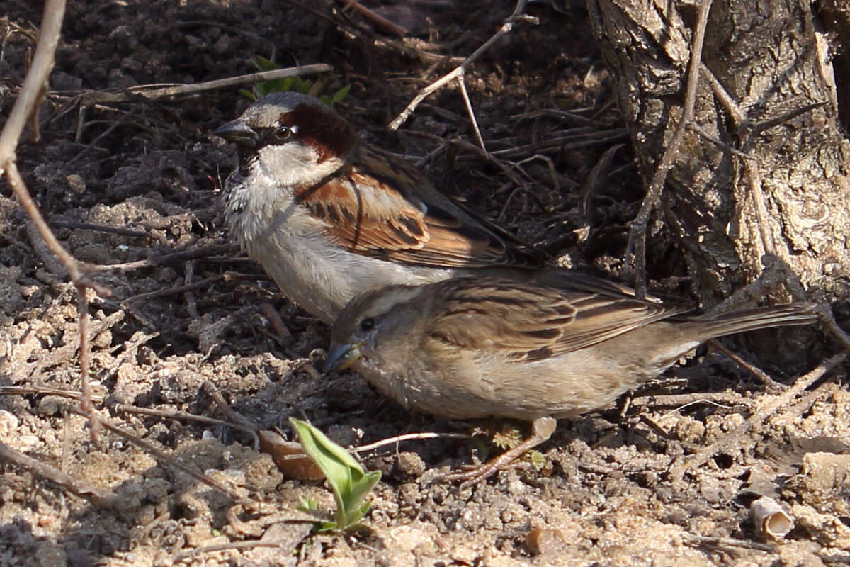 воробей домовый (самец+самка) {Passer domesticus} - Александр Кольцов