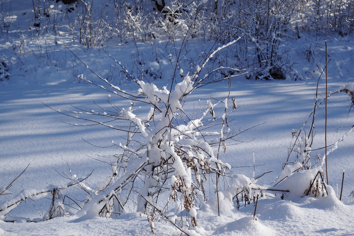 Февральский этюд - Рита Симонова Февральский этюд - Рита Симонова