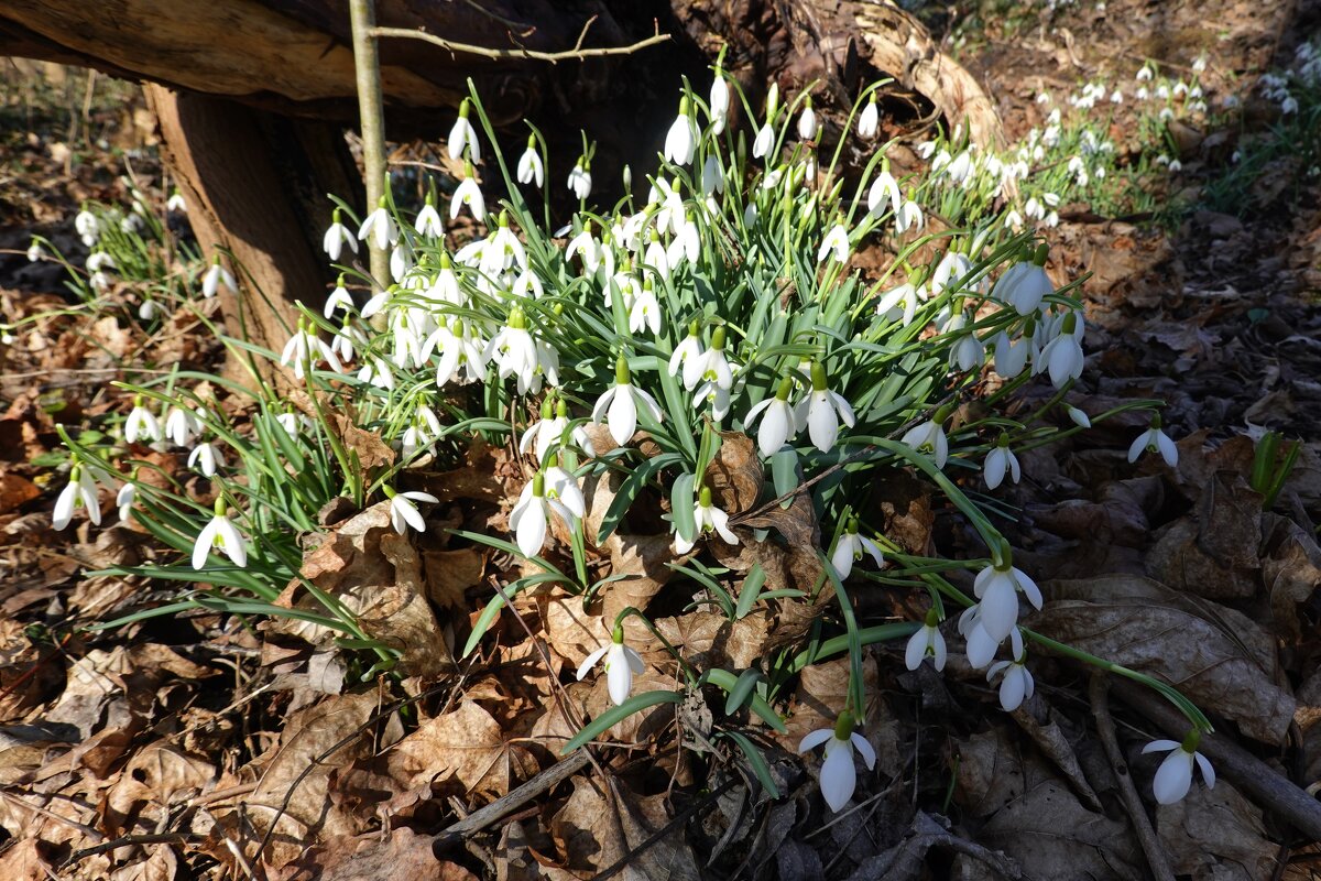 Весенняя нежность... - Галина Весенняя нежность... - Галина