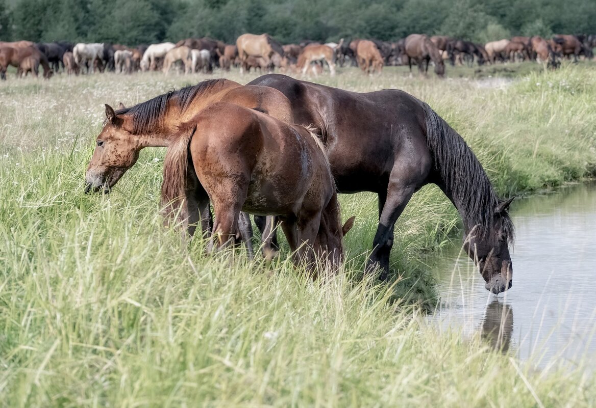 Трио - Марина Фомина.