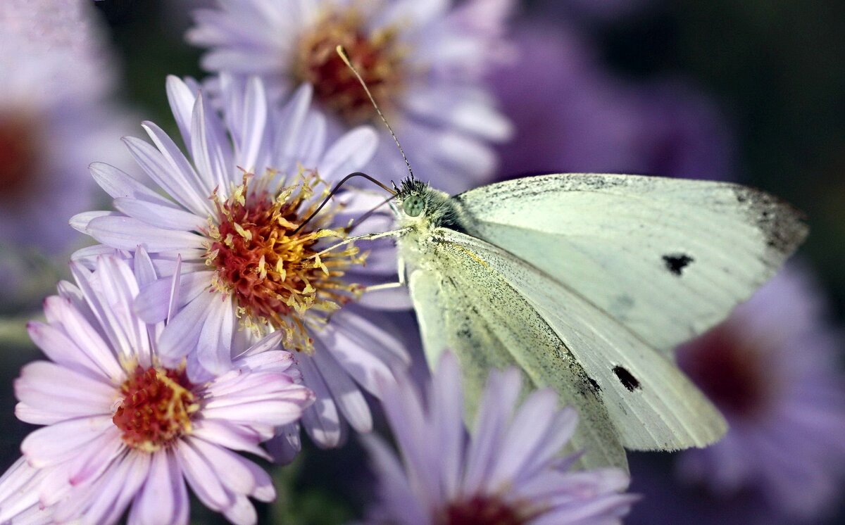 Бабочка - ZNatasha - Бабочка - ZNatasha -