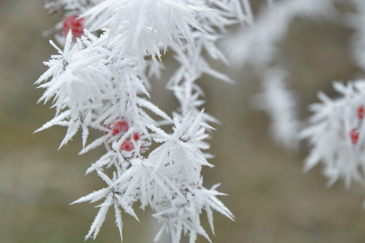 Иголочки инея...калина... - Надежда Куркина Иголочки инея...калина... - Надежда Куркина