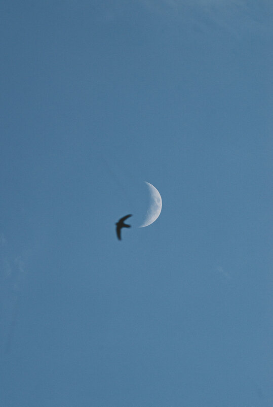 Полёты Керченских стрижей. - Анатолий Щербак