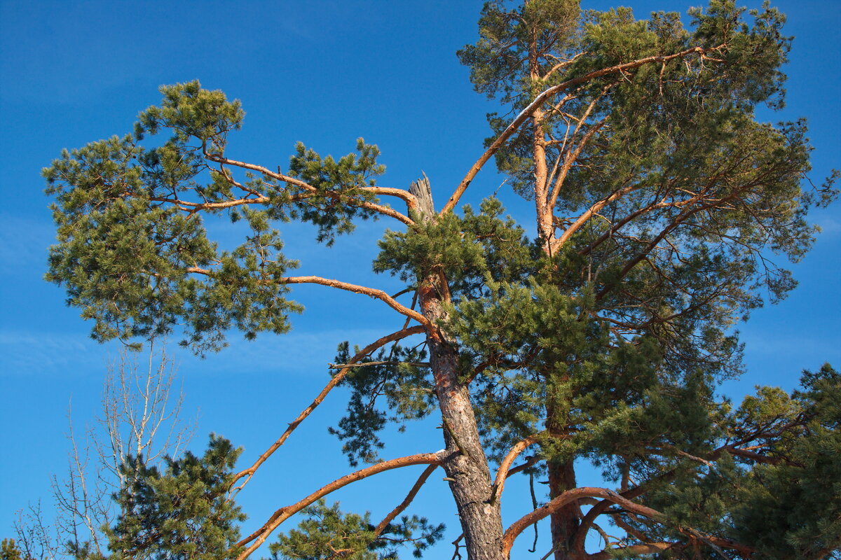Старая сосна - lady v.ekaterina