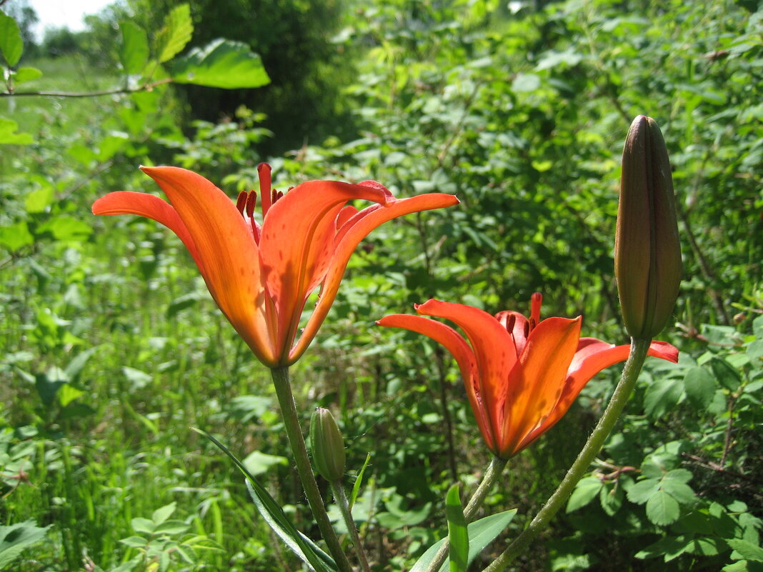 Лилия даурская - Anna Ivanova Лилия даурская - Anna Ivanova