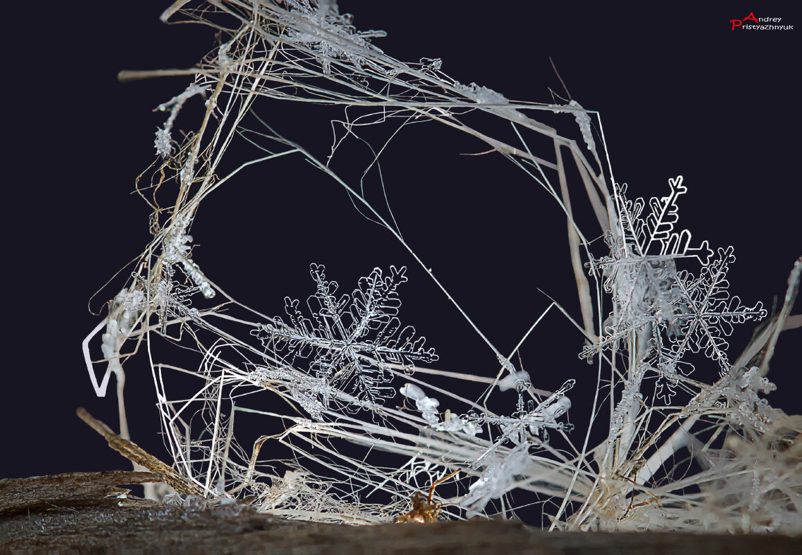 Снежинка - Андрей Пристяжнюк